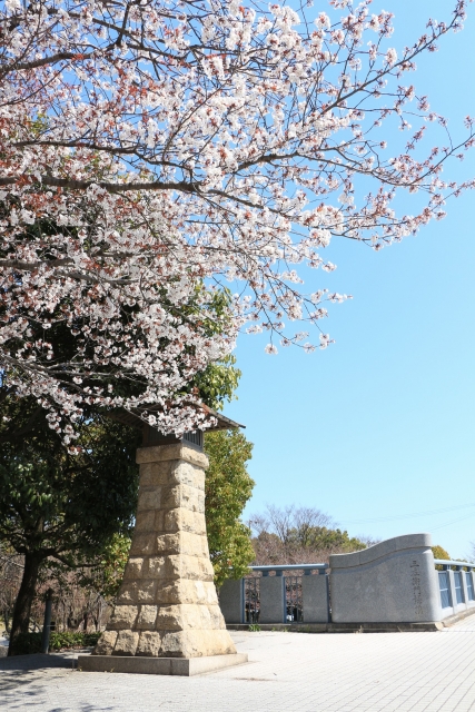 【2015/3/28撮影】三左衛門堀と桜