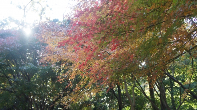 平塚市総合公園