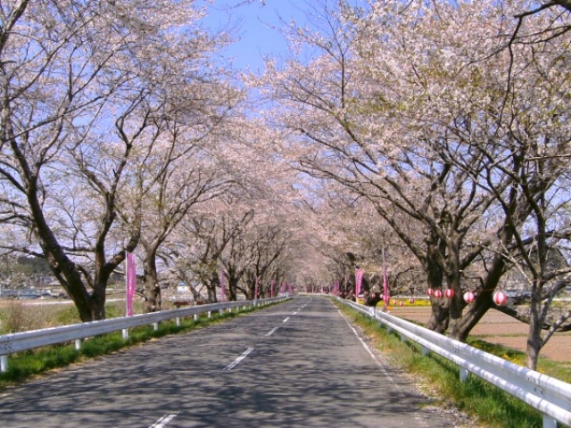 みなみかた千本桜