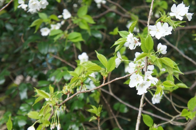 大島桜。（桜株の花ではありません）
