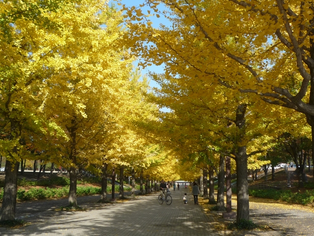 あづま総合運動公園のｲﾁｮｳ並木
