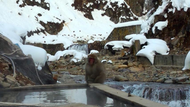 野天風呂と猿