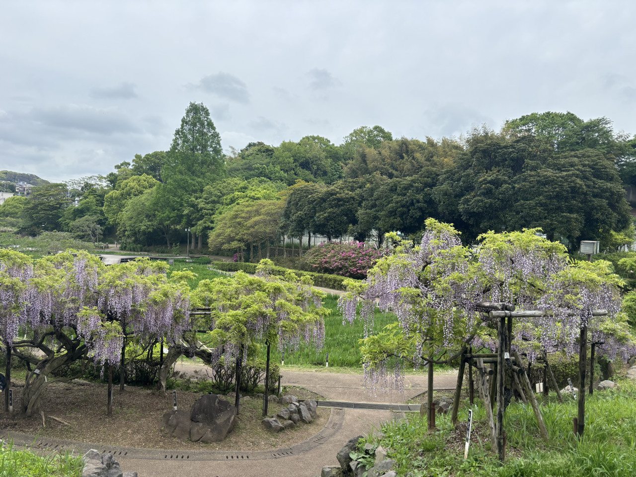 4月から藤の花が見頃となり、6月にはハナショウブが満開となります。
定期的にイベントが開催され、横須賀市内で人気のスポットです。