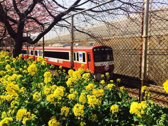 線路沿いに、河津桜と菜の花が並びます。
