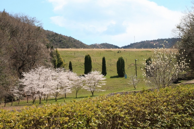 【2014/4/6撮影】　岩屋谷池の堰堤と桜