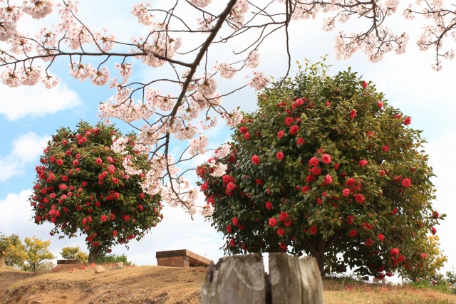 【2014/4/6撮影】　椿と桜