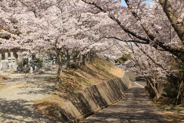 【2014/4/6撮影】　桜が見頃